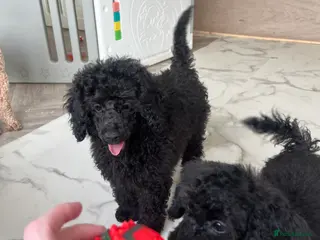 Miniature Poodle dogs Miniature Poodles!!! with 400 Health Tests!!! - Advert 3