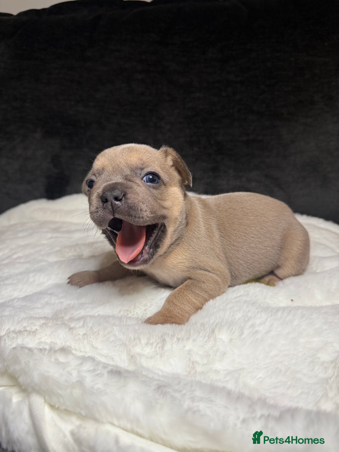 French Bulldog dogs for sale: French Bulldog puppies - Advert 12
