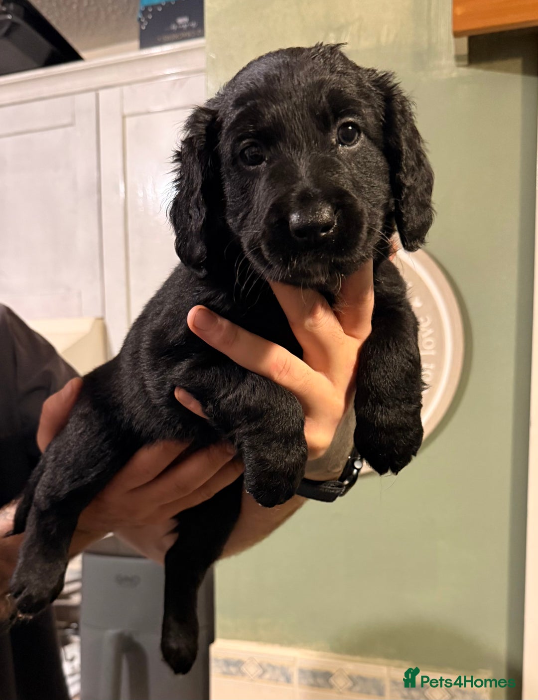 Mixed Breed dogs for sale: Border collie x cocker spaniel  - Advert 4