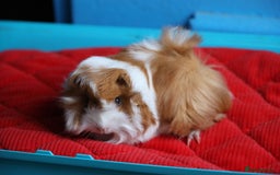 Guinea Pig rodents for sale: 2 Peruvian Baby Boars - Image 3
