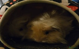 Guinea Pig rodents for sale: Two male guniea pigs for sale. - Image 5