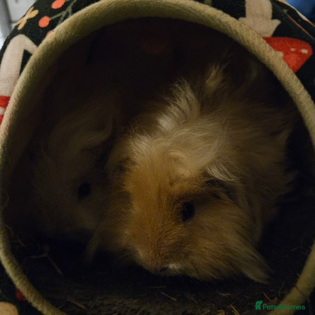 Guinea Pig rodents for sale: Two male guniea pigs for sale. - Image 5