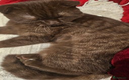 Scottish Fold cats for sale: Cappuccino Scottish fold-Reluctant sale - Advert 2