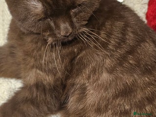 Scottish Fold cats Cappuccino Scottish fold-Reluctant sale - Advert 1