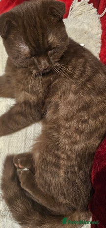 Scottish Fold cats Cappuccino Scottish fold-Reluctant sale - Advert 5