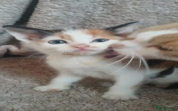 Mixed Breed cats for sale: 3 ginger males 1 calico female - Image 6