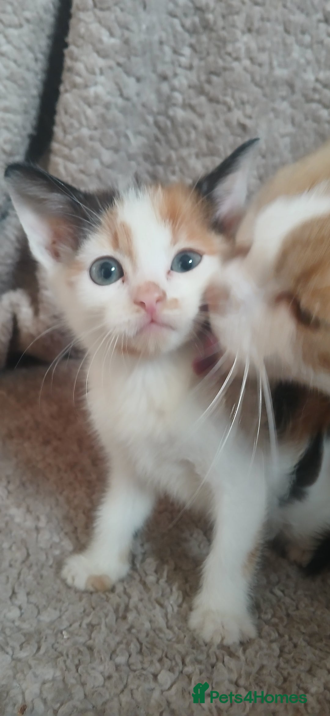 Mixed Breed cats for sale: 3 ginger males 1 calico female - Image 6