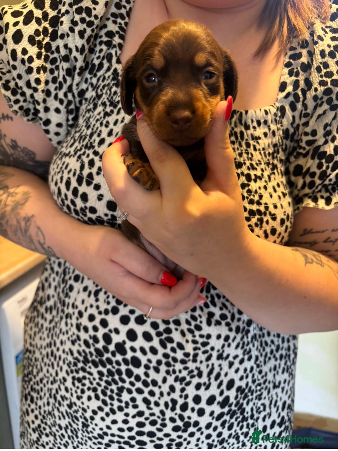 Mixed Breed dogs for sale: Dorkie Puppies  - Image 1