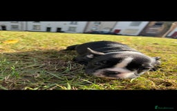 French Bulldog dogs for sale: 2 Adult French bulldogs and 4 Puppies  - Image 1
