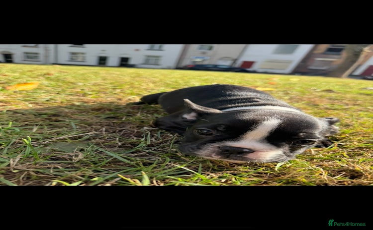 French Bulldog dogs - Advert 1