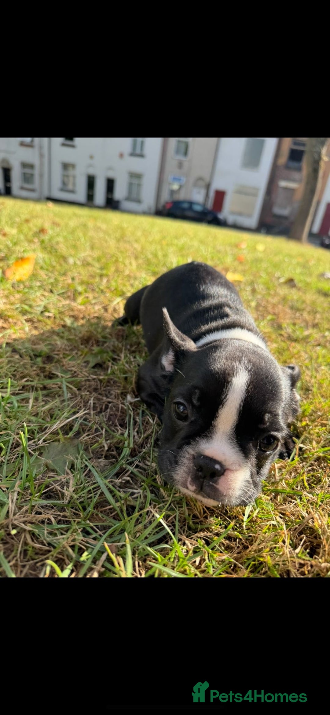 French Bulldog dogs for sale: 2 Adult French bulldogs and 4 Puppies  - Image 1