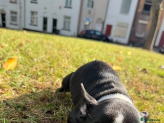 French Bulldog dogs - Advert 12