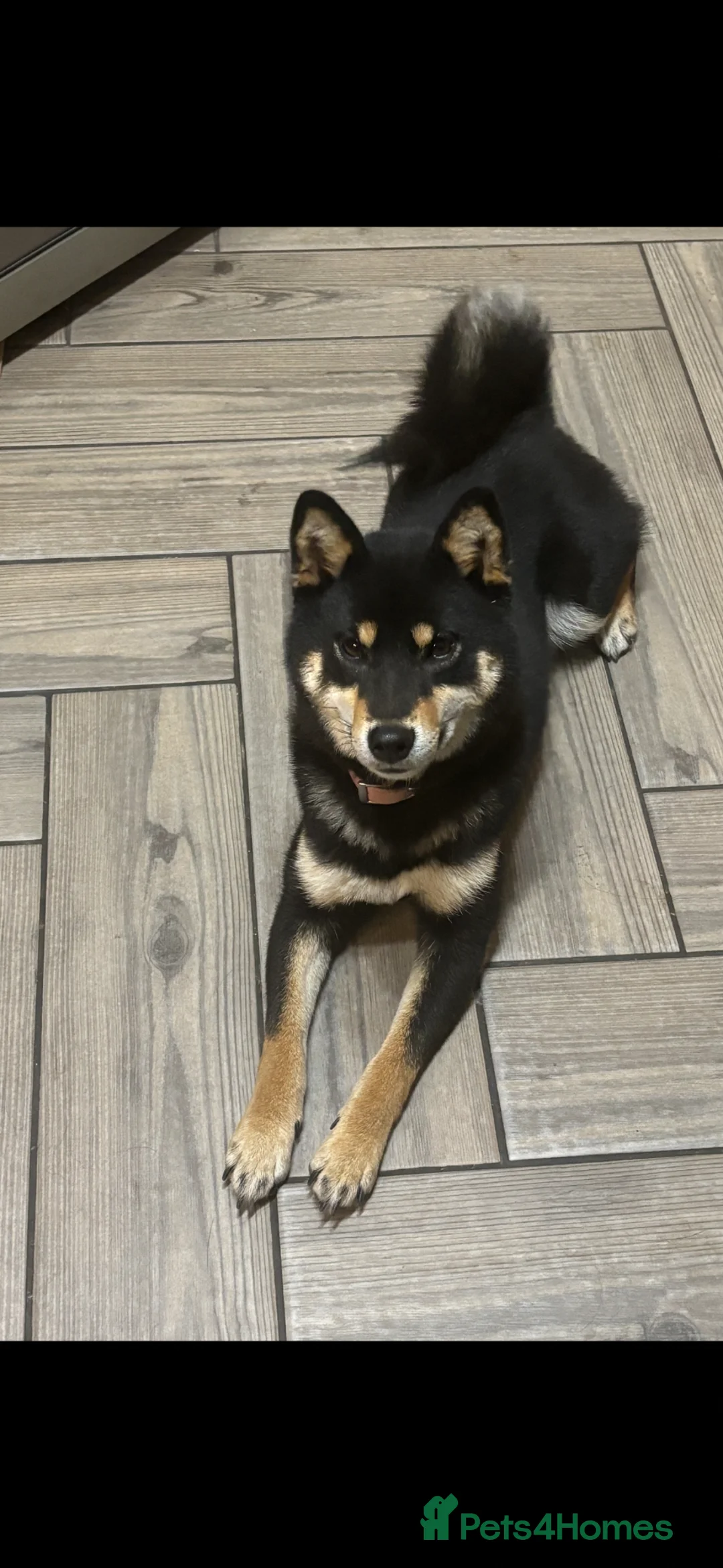 Japanese Shiba Inu dogs for sale: KC registered champion line Shiba Inu puppies  - Advert 2