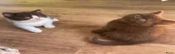 Mixed Breed cats for sale: Adorable Shorthair Kittens – 4 Boys & 1 Girl - Advert 7