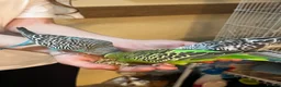 Budgerigars birds for sale: 3 Budgies for sale in Sittingbourne - Advert 5