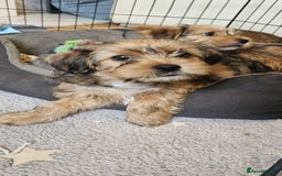 Shorkie dogs for sale: Shihtzu/ Maltese/ Yorkshire Terrier Puppies - Image 4