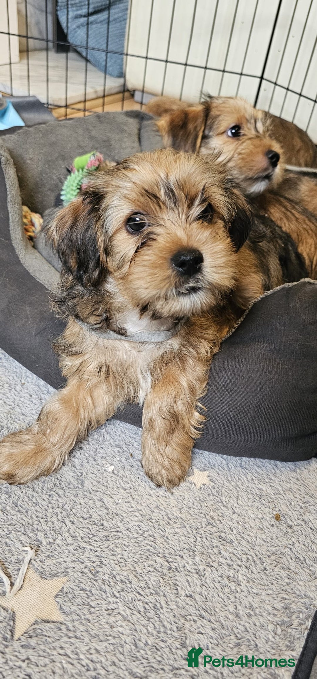 Shorkie dogs for sale: Shihtzu/ Maltese/ Yorkshire Terrier Puppies - Image 4