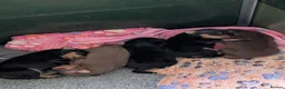 Miniature Pinscher dogs for sale: Miniature Pinscher Pups seen with mum & dad  in Market Drayton - Advert 21