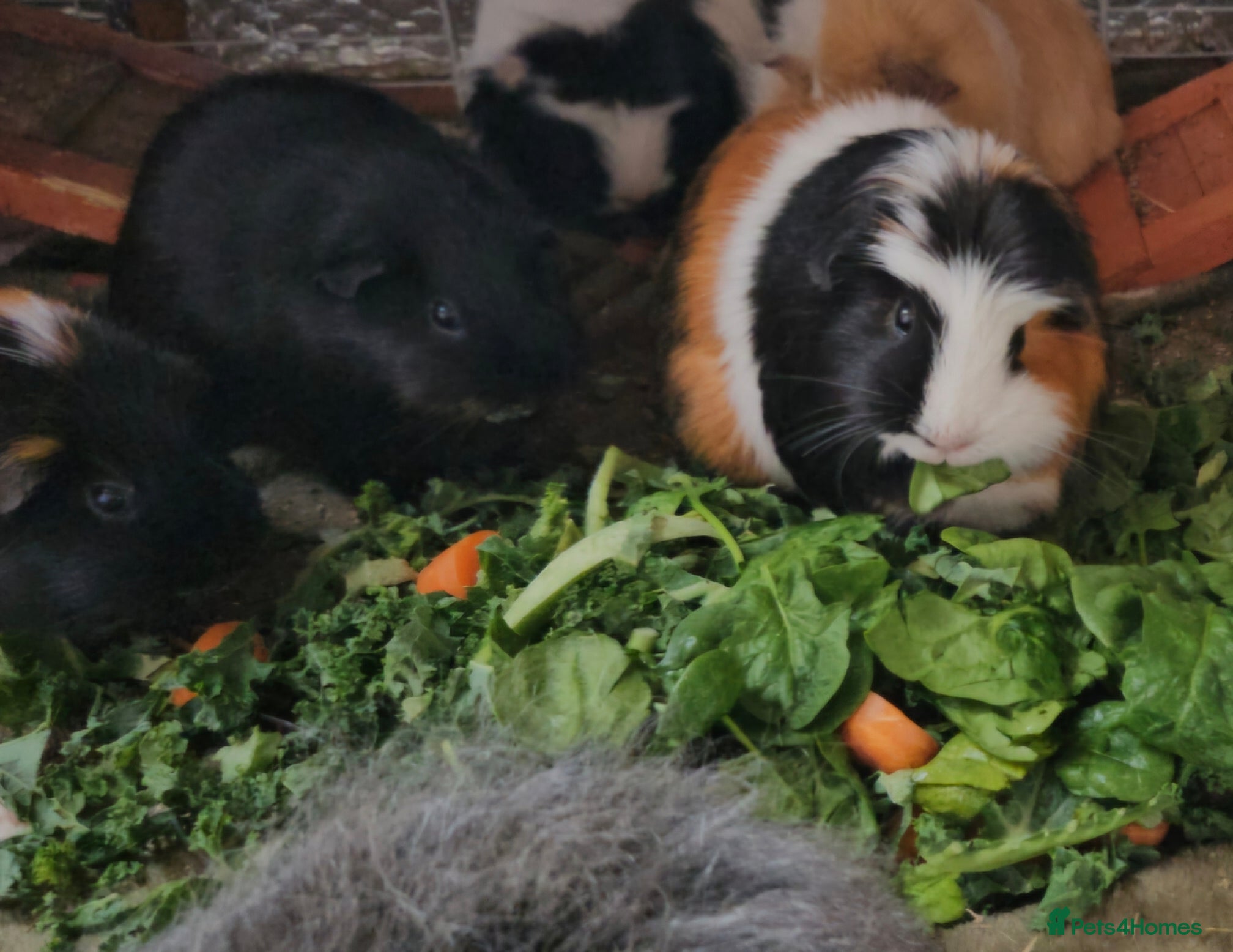 Guinea Pig rodents Mixture of Sow (female) guinea pigs for sale 👀🏡 - Advert 13