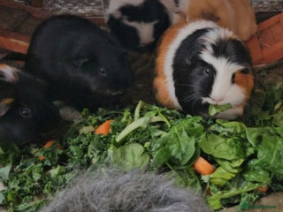 Guinea Pig rodents Mixture of Sow (female) guinea pigs for sale 👀🏡 - Advert 13