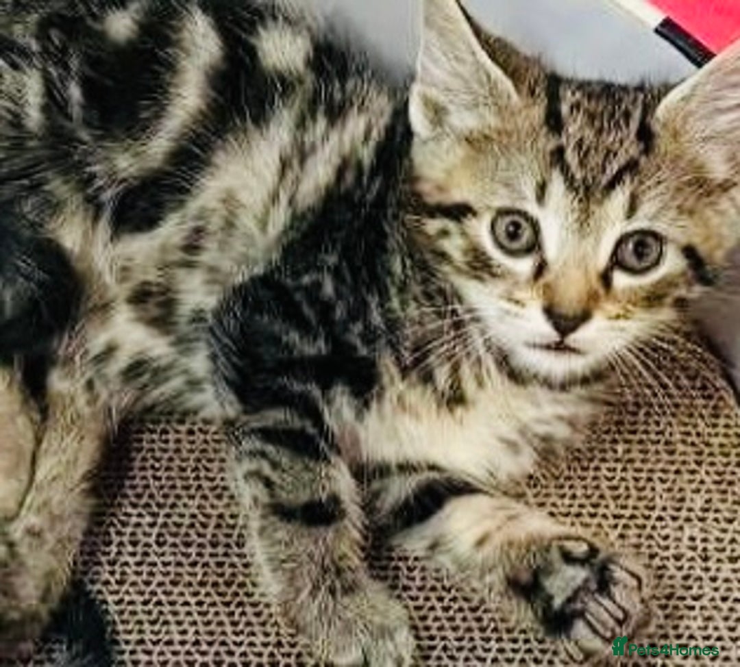 Mixed Breed cats for sale: A lovely litter of Ragdoll Bengal kittens ready  - Advert 4