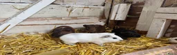 Guinea Pig rodents for sale: 6 lovely guinea pigs  - Advert 4