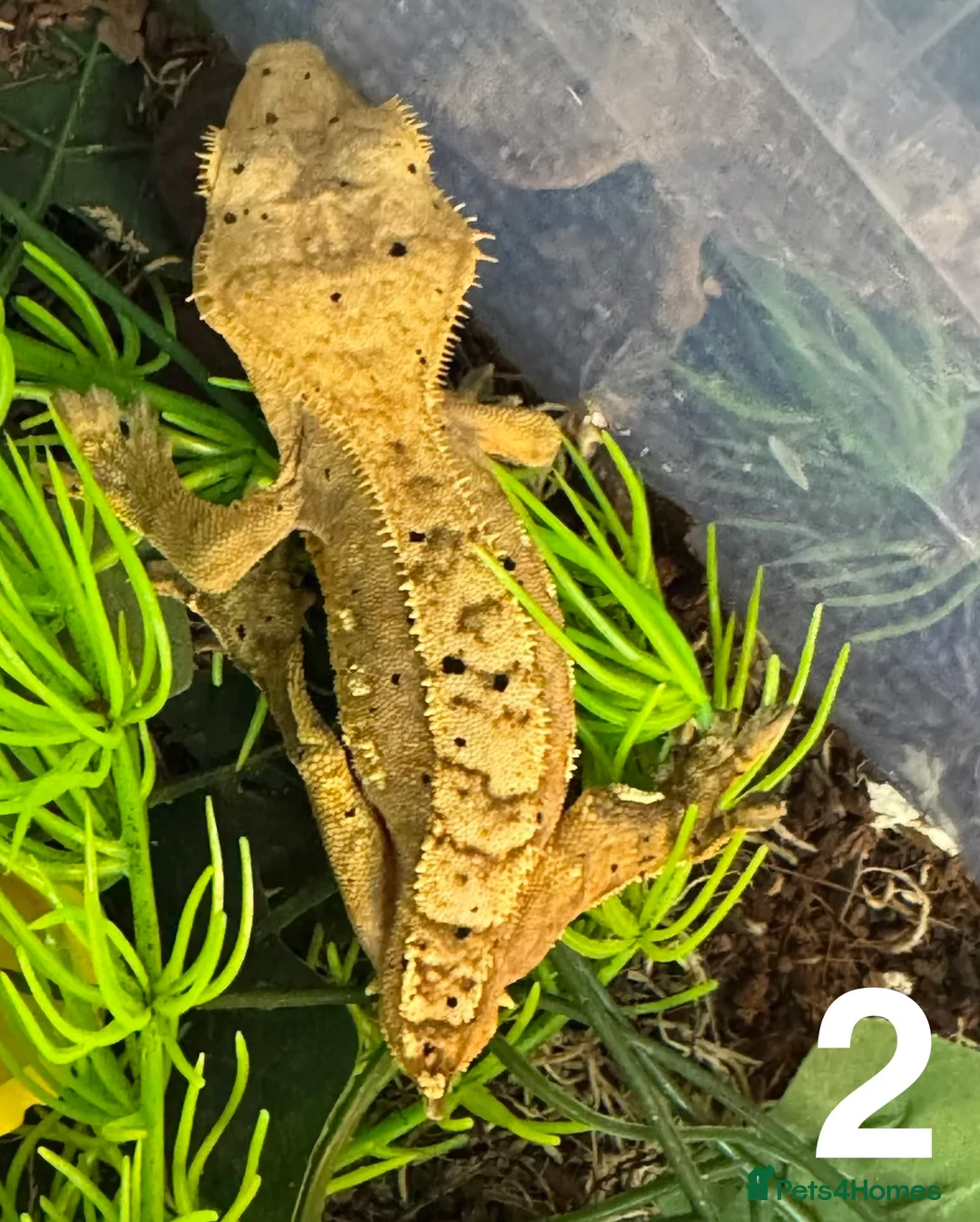 Gecko reptiles for sale: Baby crested geckos Birmingham - Advert 2