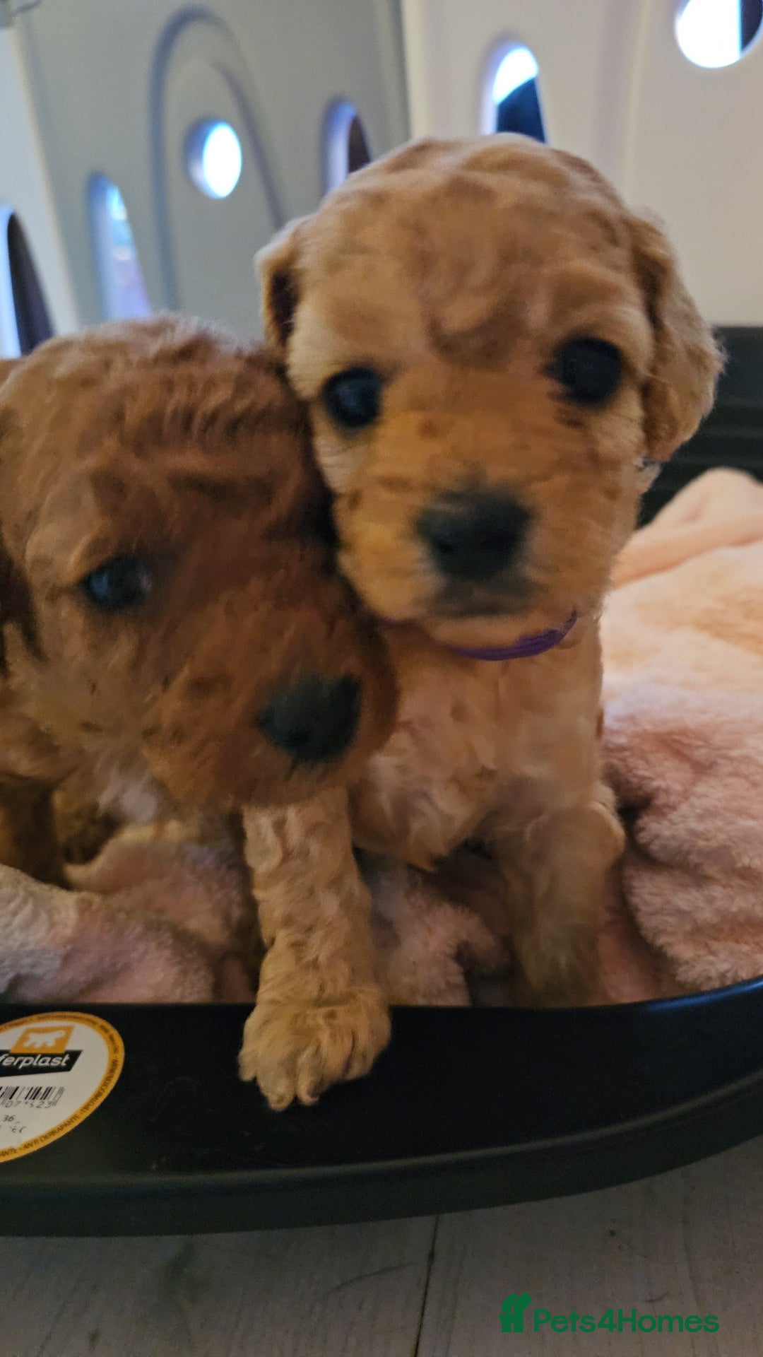 Cavapoo dogs for sale: Gorgeous Little Cavapoo Puppy  - Advert 19