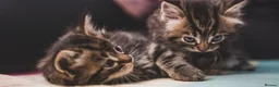 Mixed Breed cats for sale: 3 fluffy kittens and 3 silver tabbies  - Advert 10
