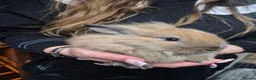 Lionhead rabbits for sale: Lionhead cross babies - Advert 10