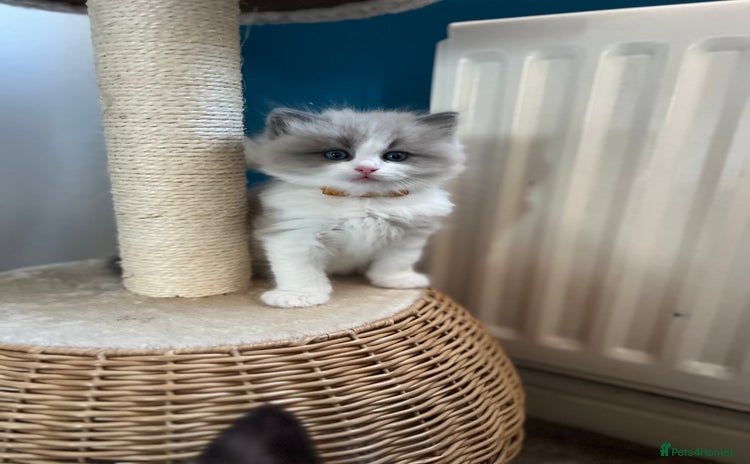 Ragdoll cats 🐾 Only 1 Beautiful Mink Ragdoll left 🐾 - Advert 1