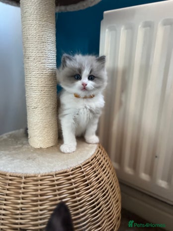 Ragdoll cats 🐾 Only 1 Beautiful Mink Ragdoll left 🐾 - Advert 1