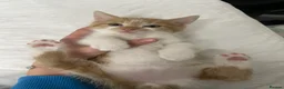 Domestic Shorthair cats for sale: 3 kittens, one ginger, two beige & white all male - Advert 2