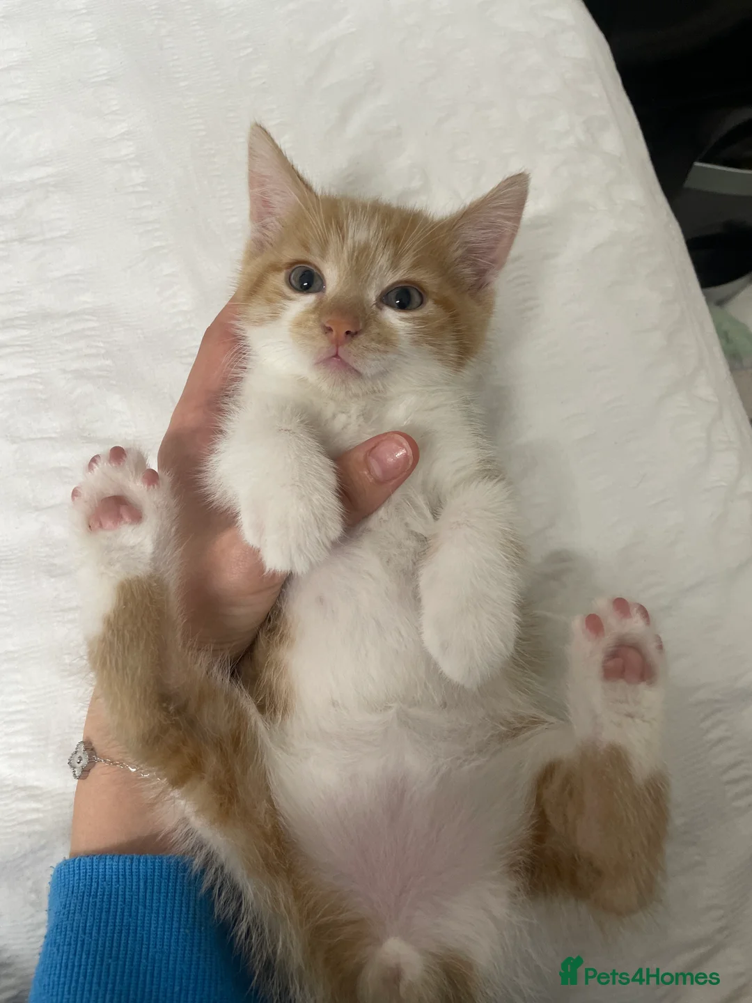 Domestic Shorthair cats for sale: 3 kittens, one ginger, two beige & white all male - Advert 2