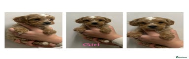 Maltipoo Puppy 6