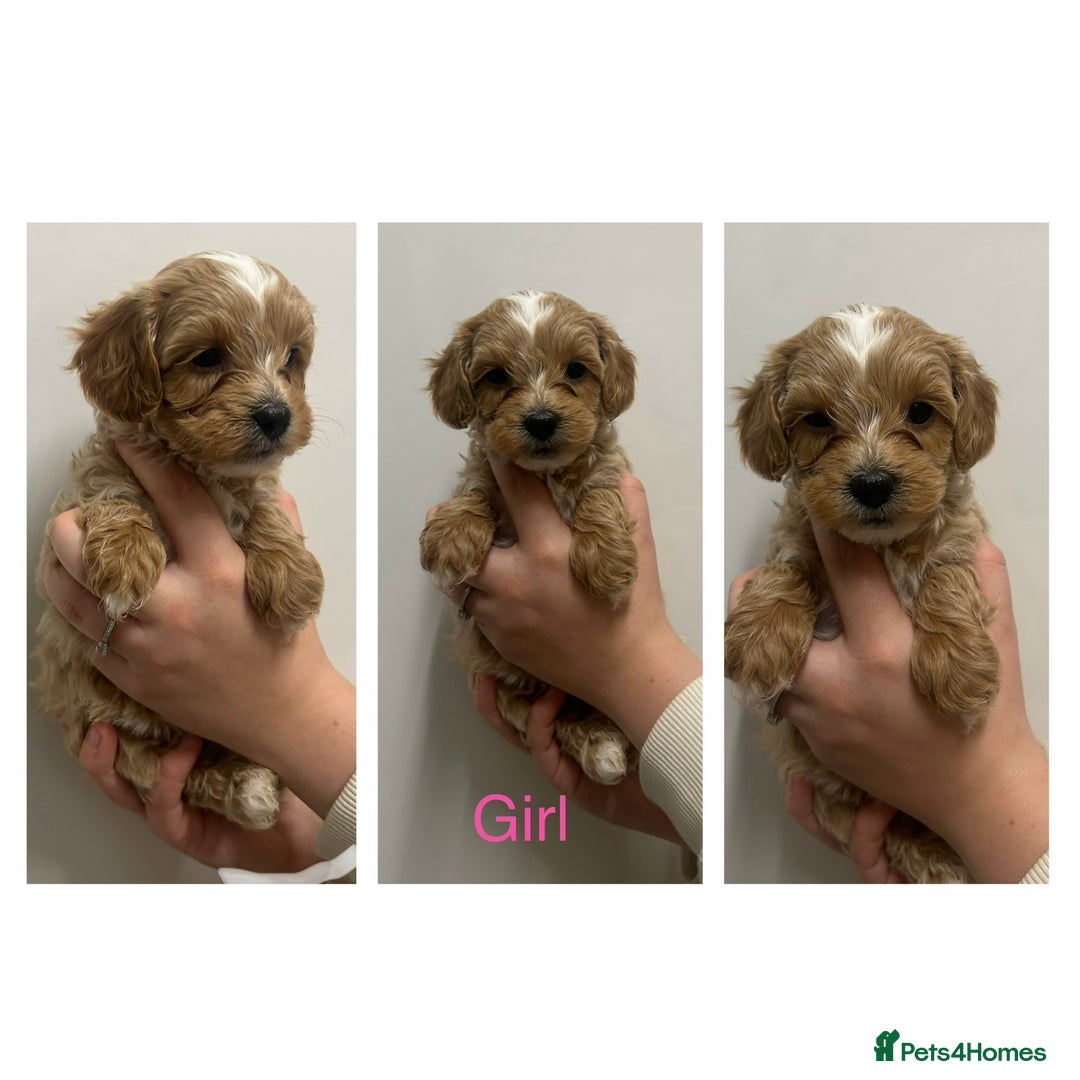 Maltipoo dogs for sale: Toy Maltipoo Puppies - Advert 12