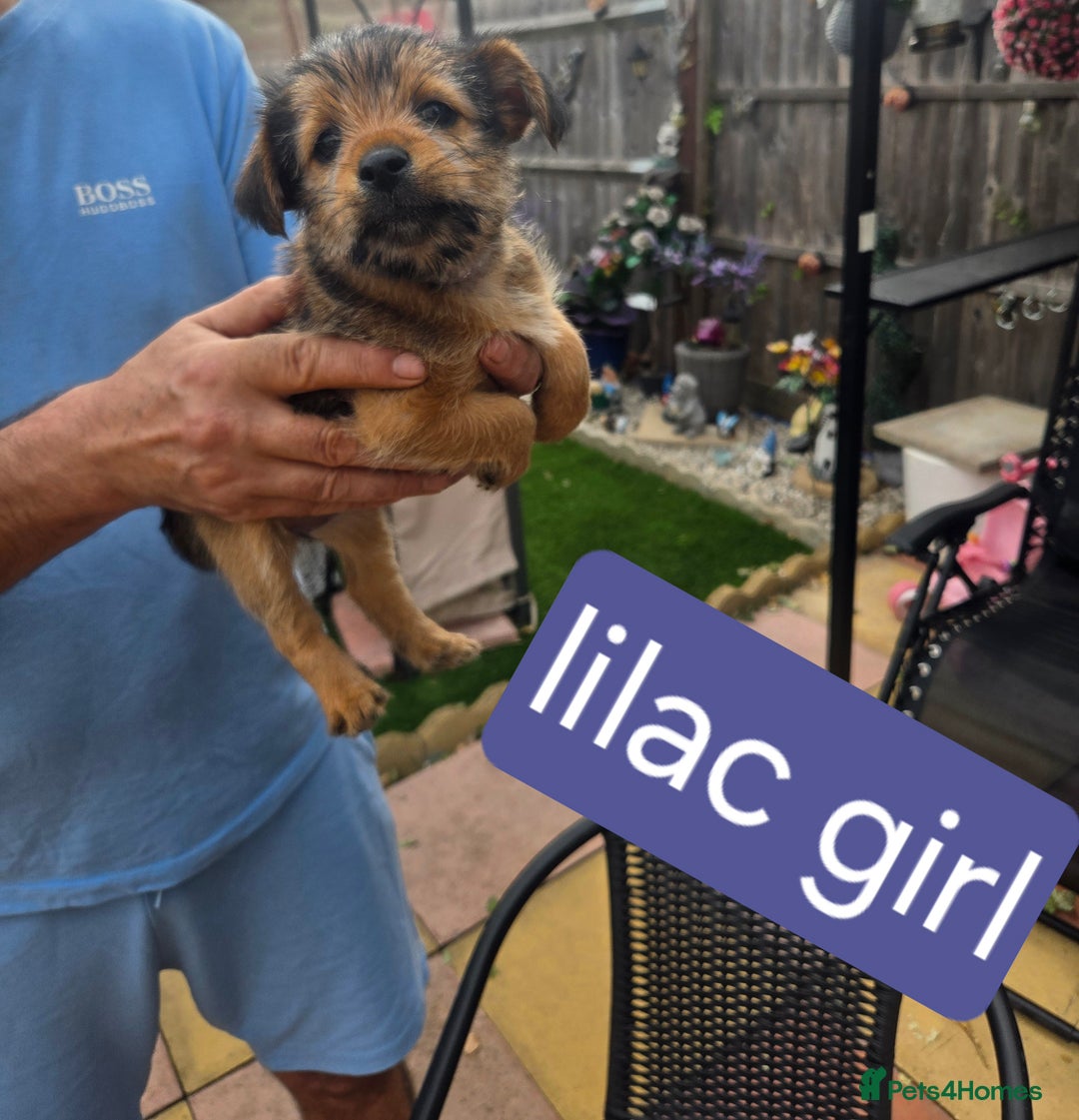 Shorkie dogs for sale: Shorkie puppys - Image 3