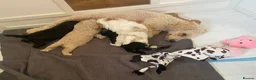 Toy Poodle dogs for sale: KC Toy Poodles gorgeous litter of 4 - Advert 19