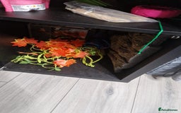 Gecko reptiles for sale: Gecko and vivarium  - Image 6