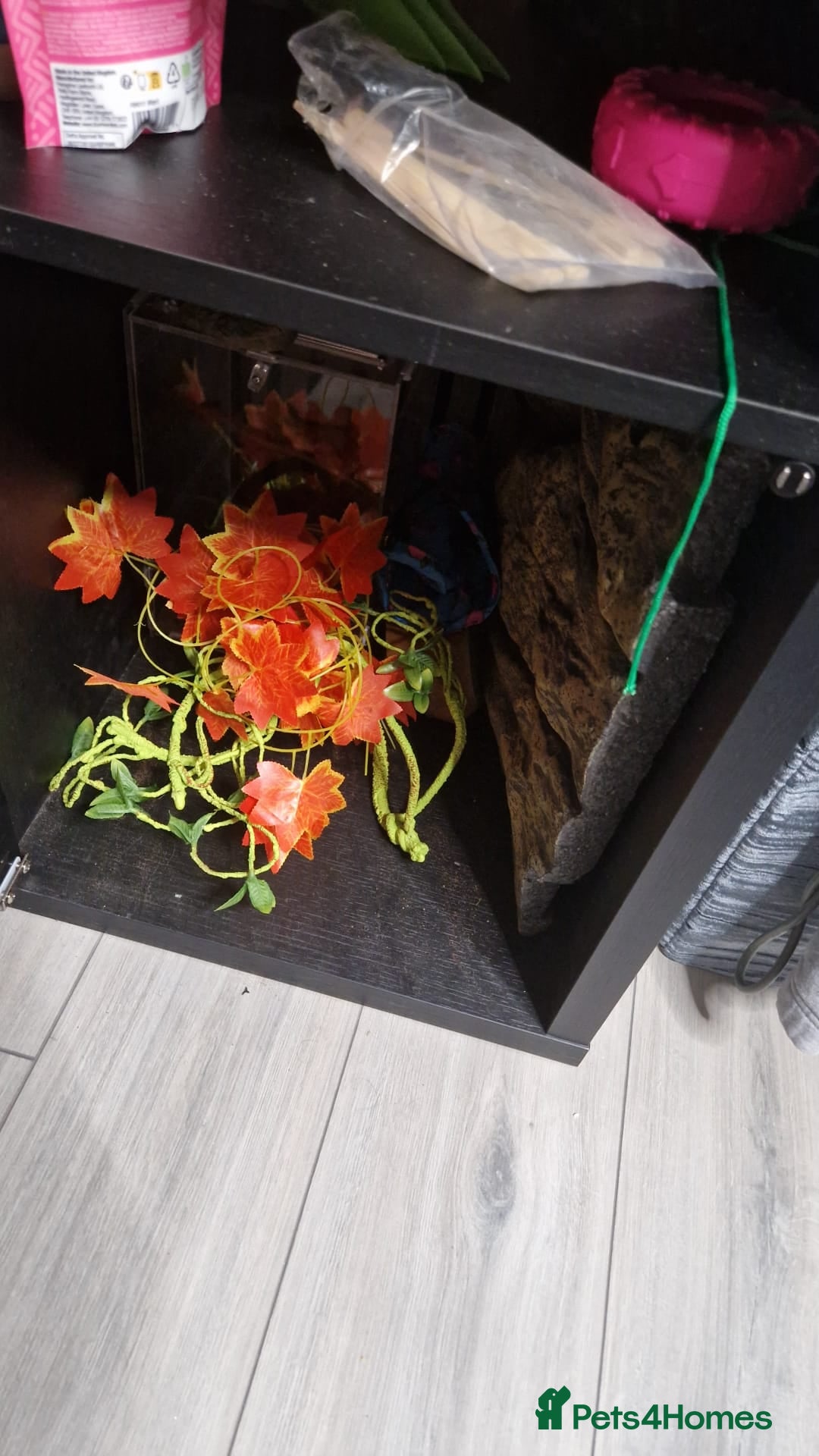 Gecko reptiles for sale: Gecko and vivarium  - Image 6