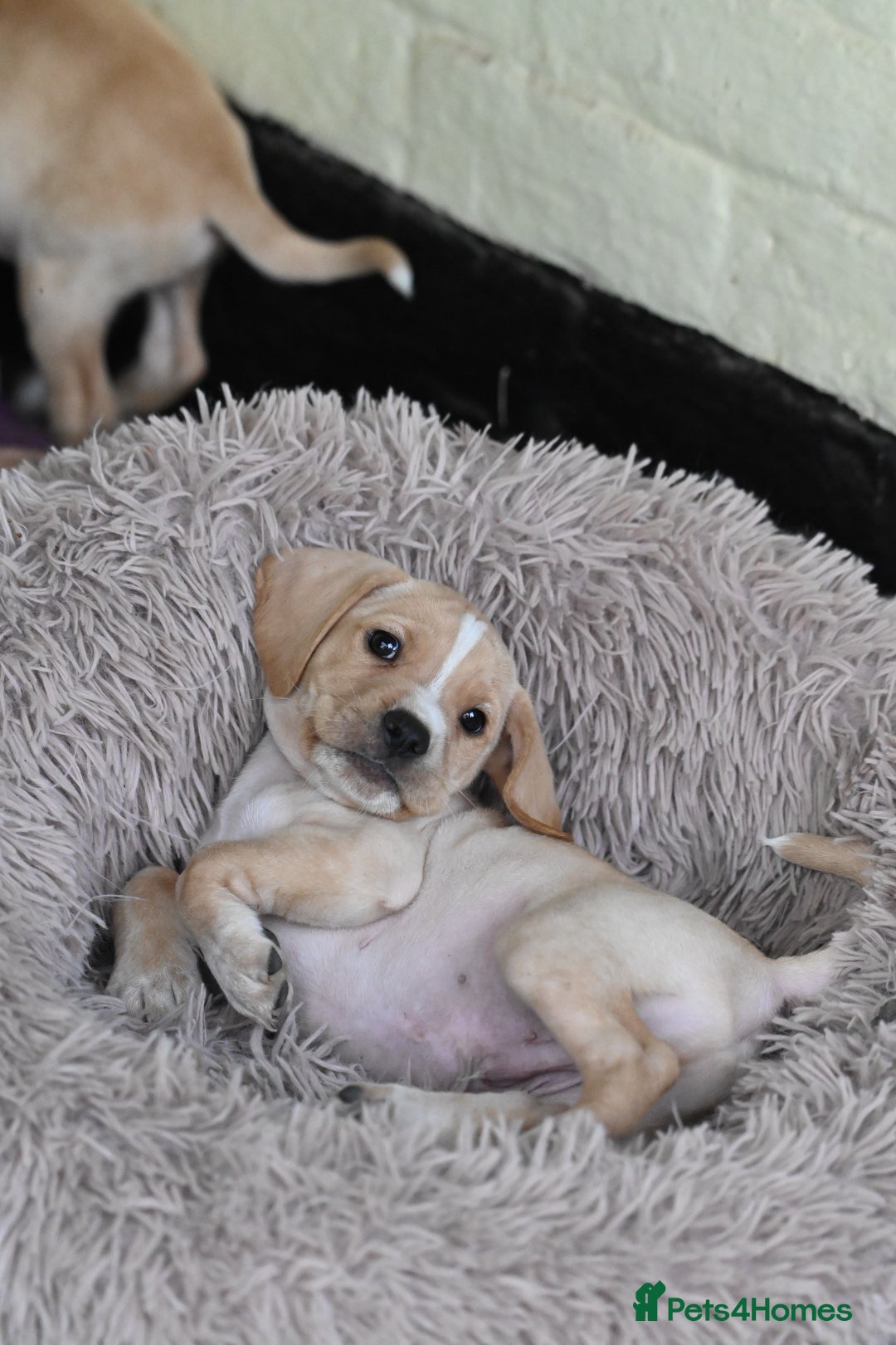 Cocker Spaniel dogs for sale: READY SOON! Working Cocker Spaniel mix Puppies  - Image 33