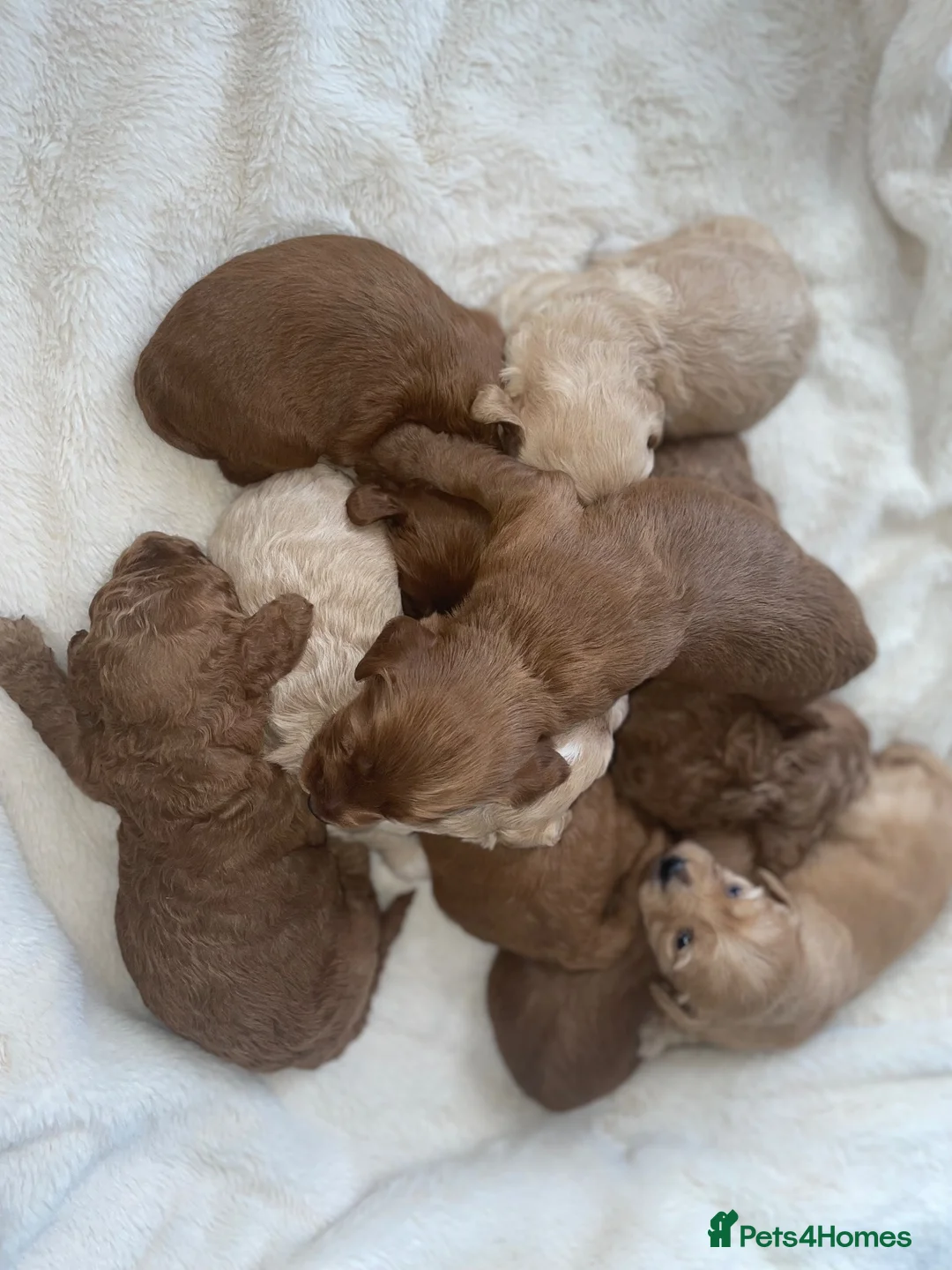 Cockapoo dogs for sale: Beautiful F2 Cockapoo Puppies – 3 Boys & 5 Girls   - Advert 2
