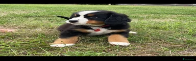 Bernese Mountain Dog 3