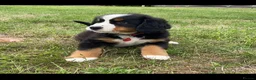 Bernese Mountain Dog dogs for sale: Cute Delighted  Bernese Mountain Puppies  in Folkestone - Advert 3