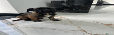 Mixed Breed Puppy 5