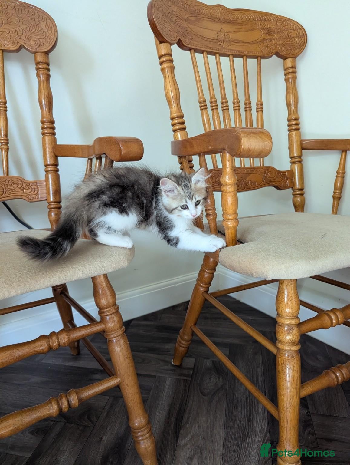 Siberian cats Sunshine TICA Siberian from Health Tested Parents - Advert 2