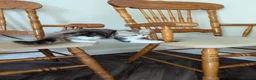 Siberian cats for sale: Sunshine TICA Siberian from Health Tested Parents in Norwich - Advert 9