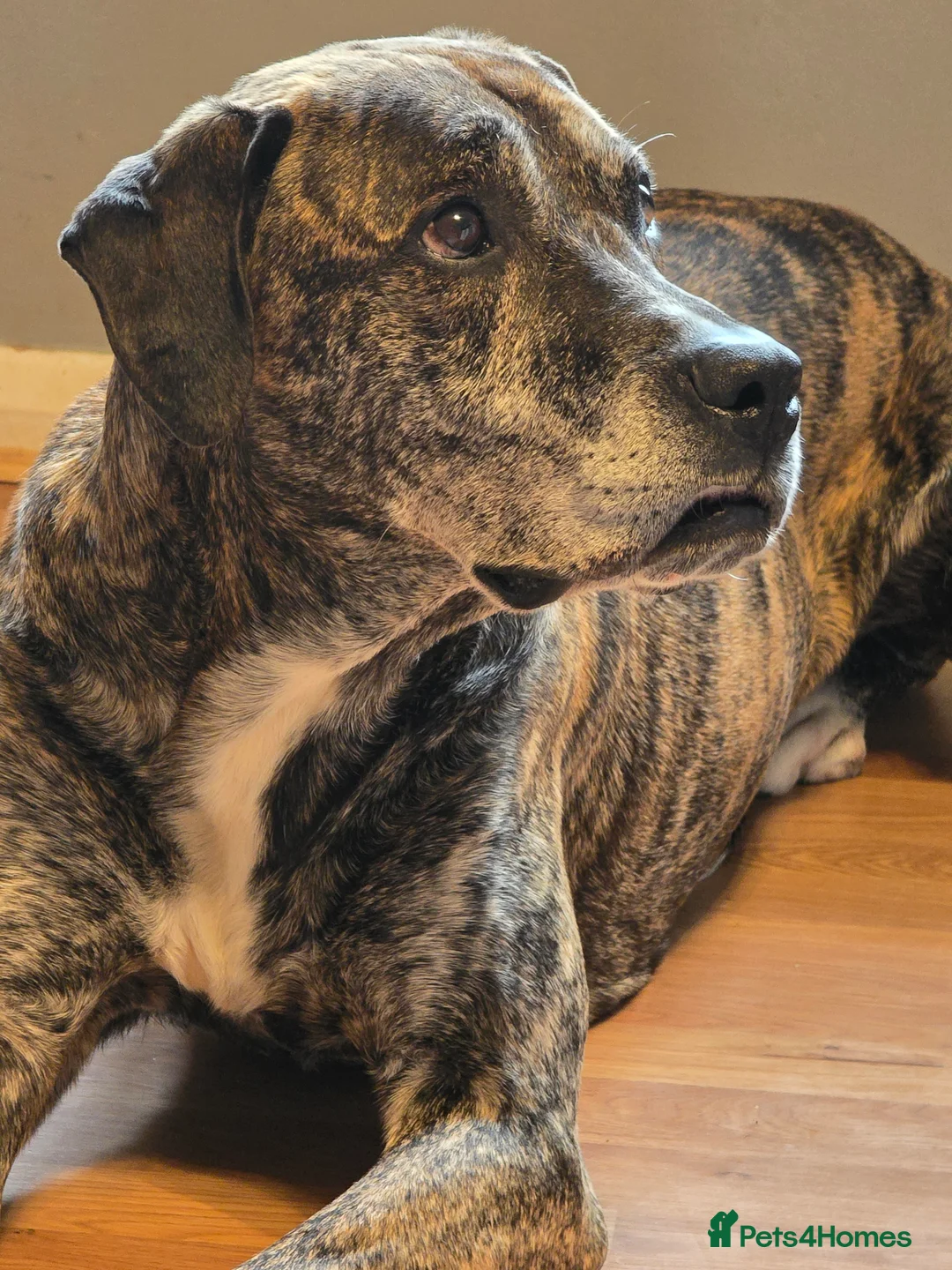 Mixed Breed dogs for stud: Simba in Westerham - Advert 1