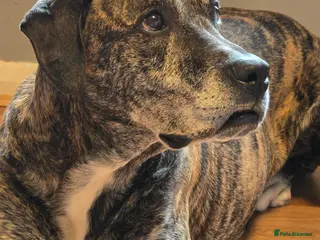 Mixed Breed dogs Simba in Westerham - Advert 1