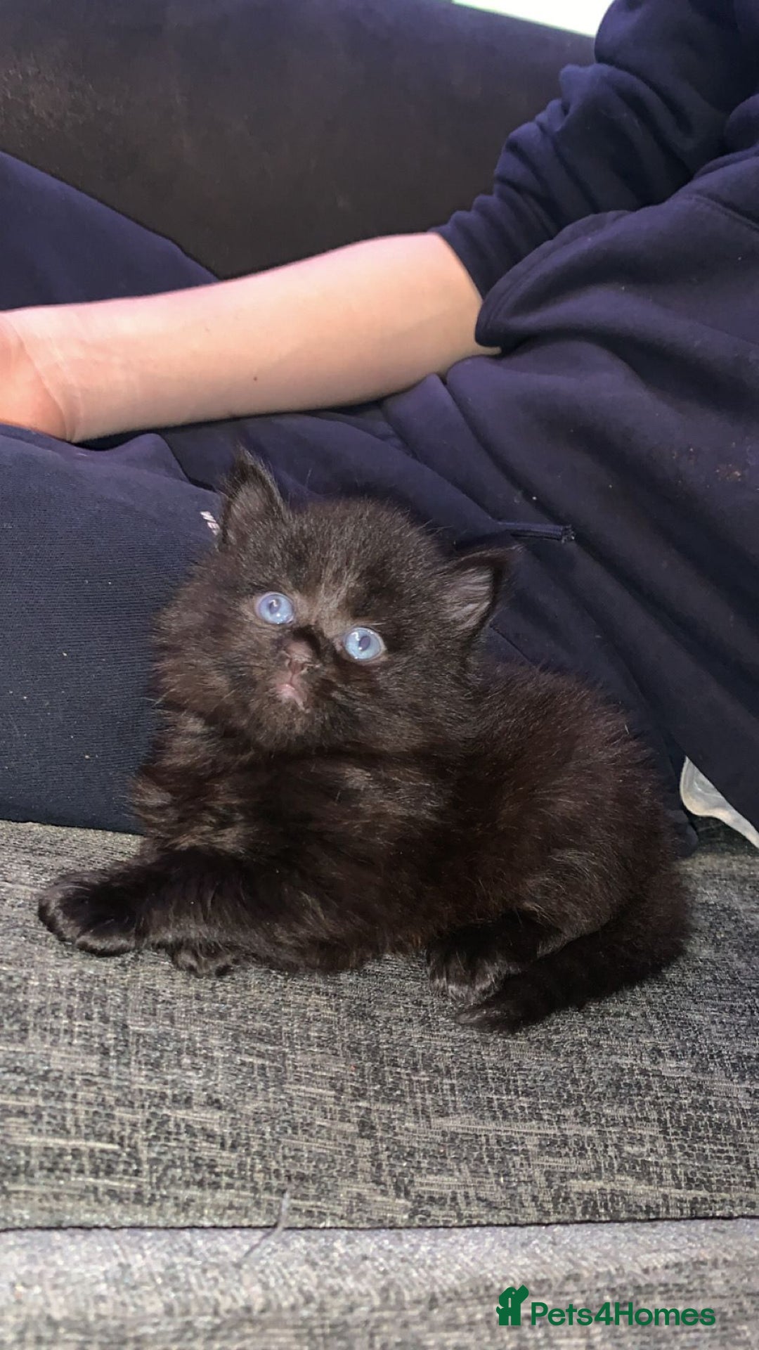 Maine Coon cats for sale: 2 Maine coon cross kittens - Advert 9